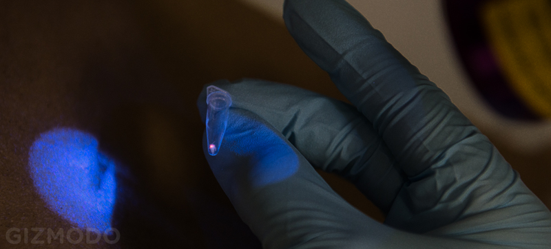 Illustration for article titled Inside the Forensic Lab That Fights Crime and Counterfeits With DNA